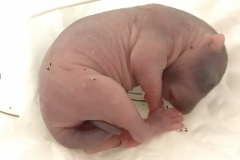 8-day-old-western-gray-squirrel