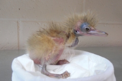 Baby-Heron