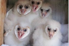 Baby-barn-owls