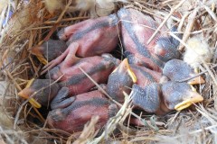 Baby-birds