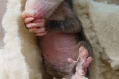 Baby-possum-relaxing-2