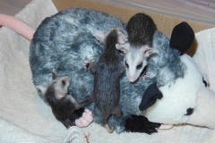 Baby-possums-on-Mom-doll