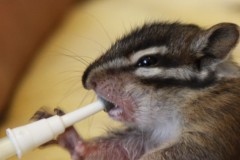 BabyChipmunks9