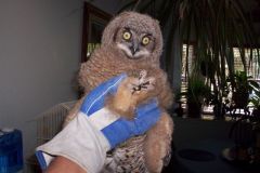 BabyGreatHornedOwl