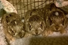 BabyJackRabbitsRescued