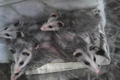 BabyPossum3