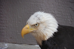 Bald-Eagle2