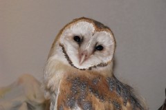 Barn-Owl-in-for-starvation..