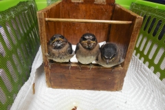 Barn-Swallows