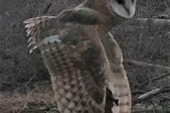 Barn-owl-release