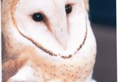 Barn-owl