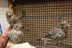 Finches