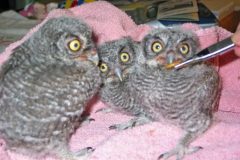 Western Screedh Owls, Three Weeks +