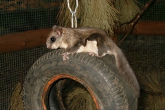 FlyingSquirrel1