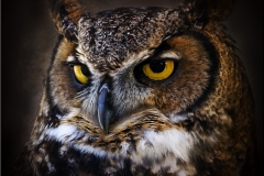 "Great Horned Owl"