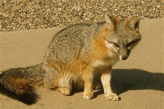 Grey-fox