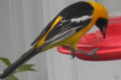 Hooded-Oriole