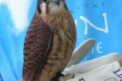 Kestrel-Hawk