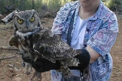 Owl-Release2