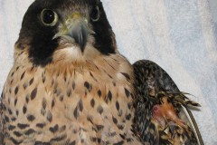 Peregrine-with-Infected-wing-the-people-kept-1-wk-and-the-break-was-fixable-but-due-to-infection-It-healed-before-operation-could-be-done