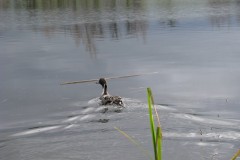 Pintail-Duck-Release-2