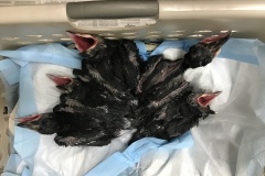 Raven-nestlings