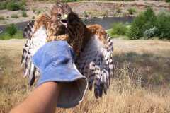 RedShoulderedHawk005