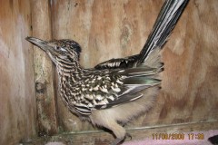 Road-Runner..out-running-again...after-being-hit-by-car