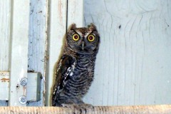 ScreechOwl_2