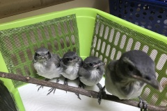 Scrub-Jay-Fledglings