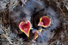 Towhee