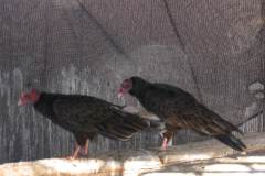 Turkey-Vultures