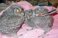 Western-Screech-owls-320x232