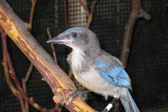 Western-Scrub-Jay