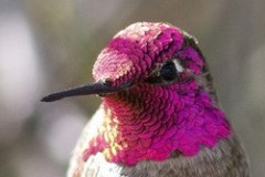 annas_hummingbird_1