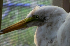 egret