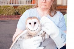 me-barn-owl