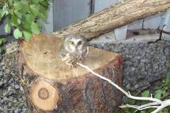 owl