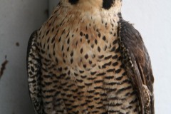 peregrine-2