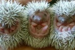 porcupine-baby