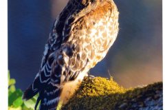 red-shoulder-hawk-release-3-20-2