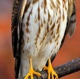 sharp_shinned_hawk_15