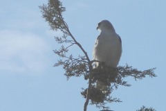 white-tail-kite-7