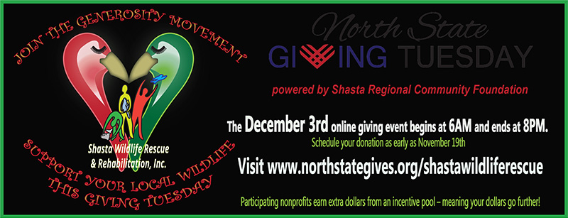 Giving Tuesday